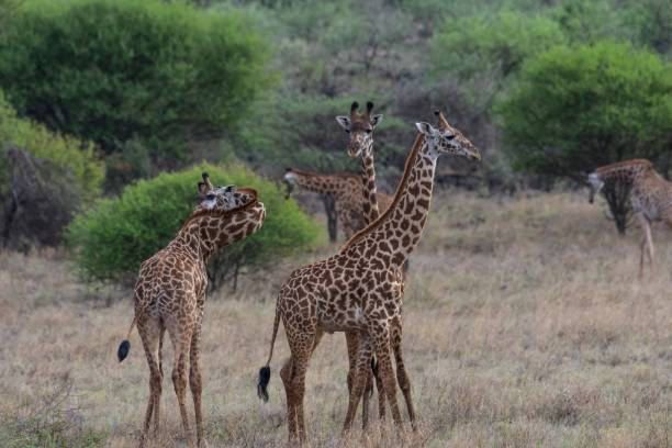 istock Giraffe Group, Tsavo National Park - Kenya 919002046