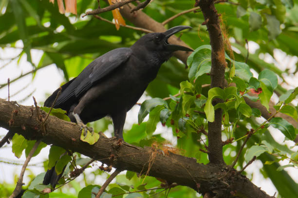 A black crow, crowing loudly from the tree tops, to those in ear-shot, in a lush Thai garden park. A black crow, crowing loudly from the tree tops, to those in ear-shot, in a lush garden park in Bangkok, Thailand. raven corvus corax bird squawking stock pictures, royalty-free photos & images