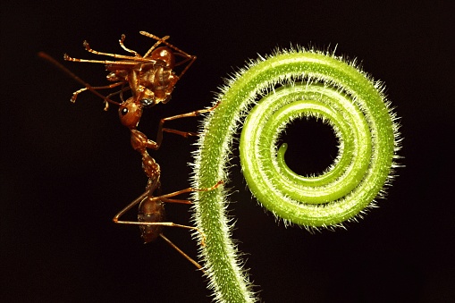 Ant carrying other ant on spiral hand of Zucchini.