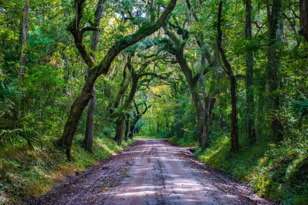 istock Botany Bay Plantation Live Oak Tree Tunnel Dirt Road 919006224
