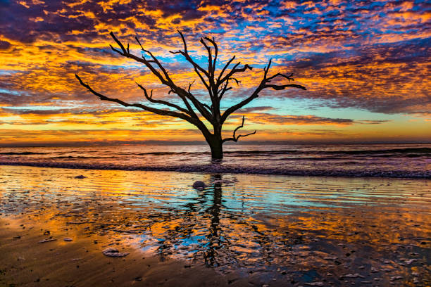 Beautiful Driftwood Beach Sunrise at Botany Bay Plantation Driftwood tree ocean beach sunrise landscape at Botany Bay Plantation in Edisto Island, South Carolina. edisto island south carolina stock pictures, royalty-free photos & images