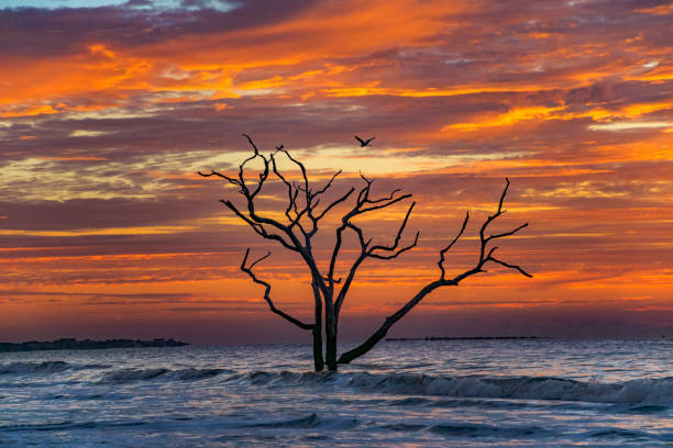 Botany Bay Plantation Edisto Island Beach Sunrise