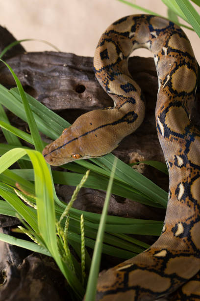 istock Boa portrait, Boa constrictor snake on tree branch 919007178