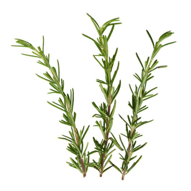 istock fresh rosemary bunch isolated on white background 919007186