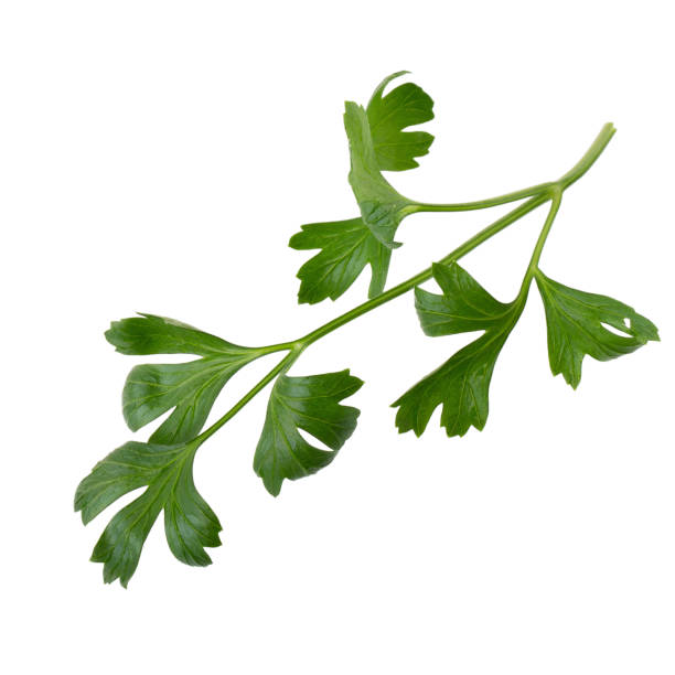 istock parsley fresh herb isolated on a white background 919007188