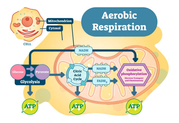 aerobe atmung bio anatomische abbildung zeigerdiagramm - aerobics stock-grafiken, -clipart, -cartoons und -symbole