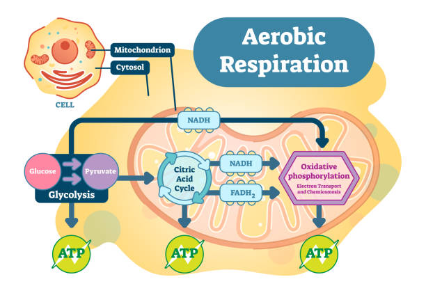 ilustraciones, imágenes clip art, dibujos animados e iconos de stock de diagrama respiración aerobia del ilustración vector anatómica bio - aerobics