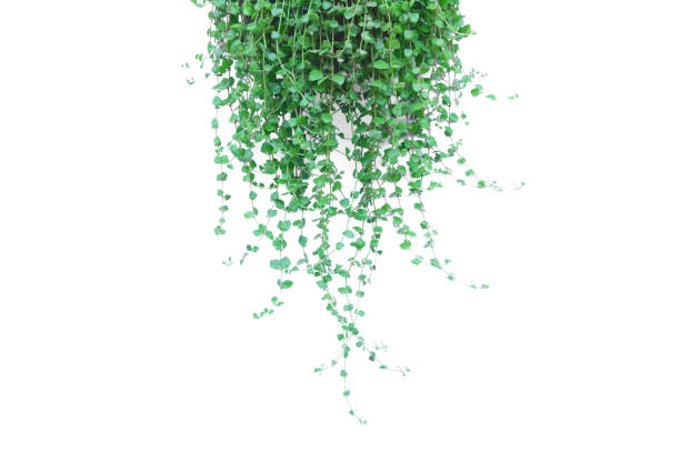 istock Green potted plant in the pot isolated on white background. 919010528