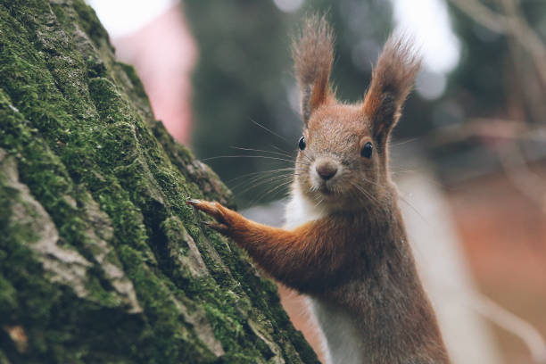 istock Young woman is feeding squirrel in autumn forest. 919013164