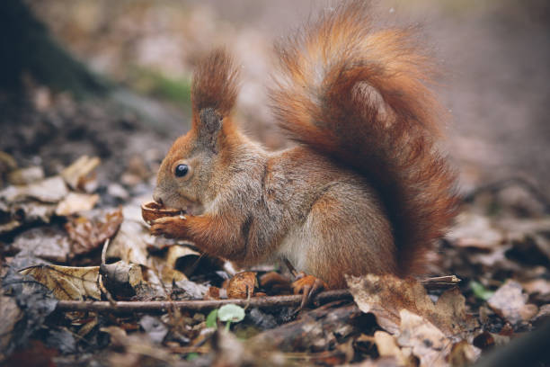 istock Young woman is feeding squirrel in autumn forest. 919013624