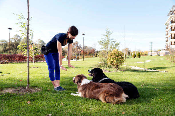 dois cães que fixa obedecem a formação - show dog - fotografias e filmes do acervo