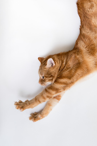 Orange tabby cat profile with paws outstretched looks like Super Kitty saving the world