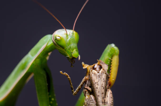 istock Mantis religiosa eating grasshopper 919017386