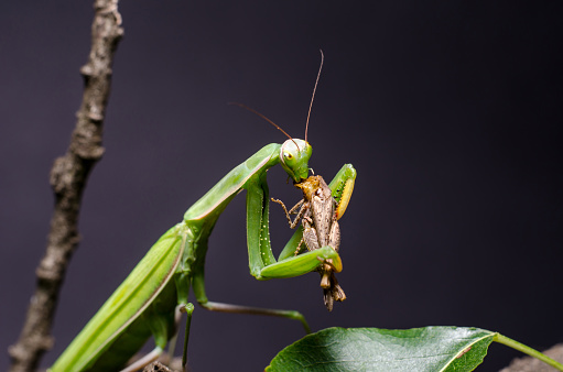 Praying mantis close-up in nature.