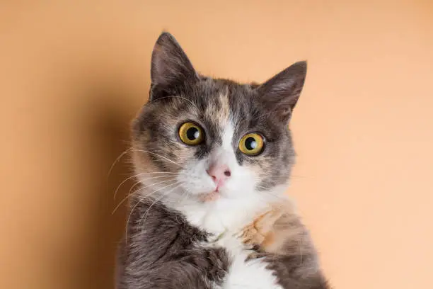 Photo of portrait of a funny scared cat, domestic pet on a studio background