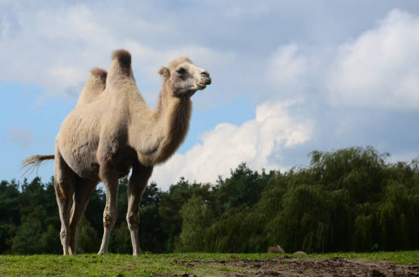 méharée sur un safari - two humped camel photos et images de collection