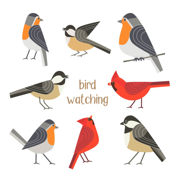 vogel-fütterung-plakat - rotkehlchen stock-grafiken, -clipart, -cartoons und -symbole