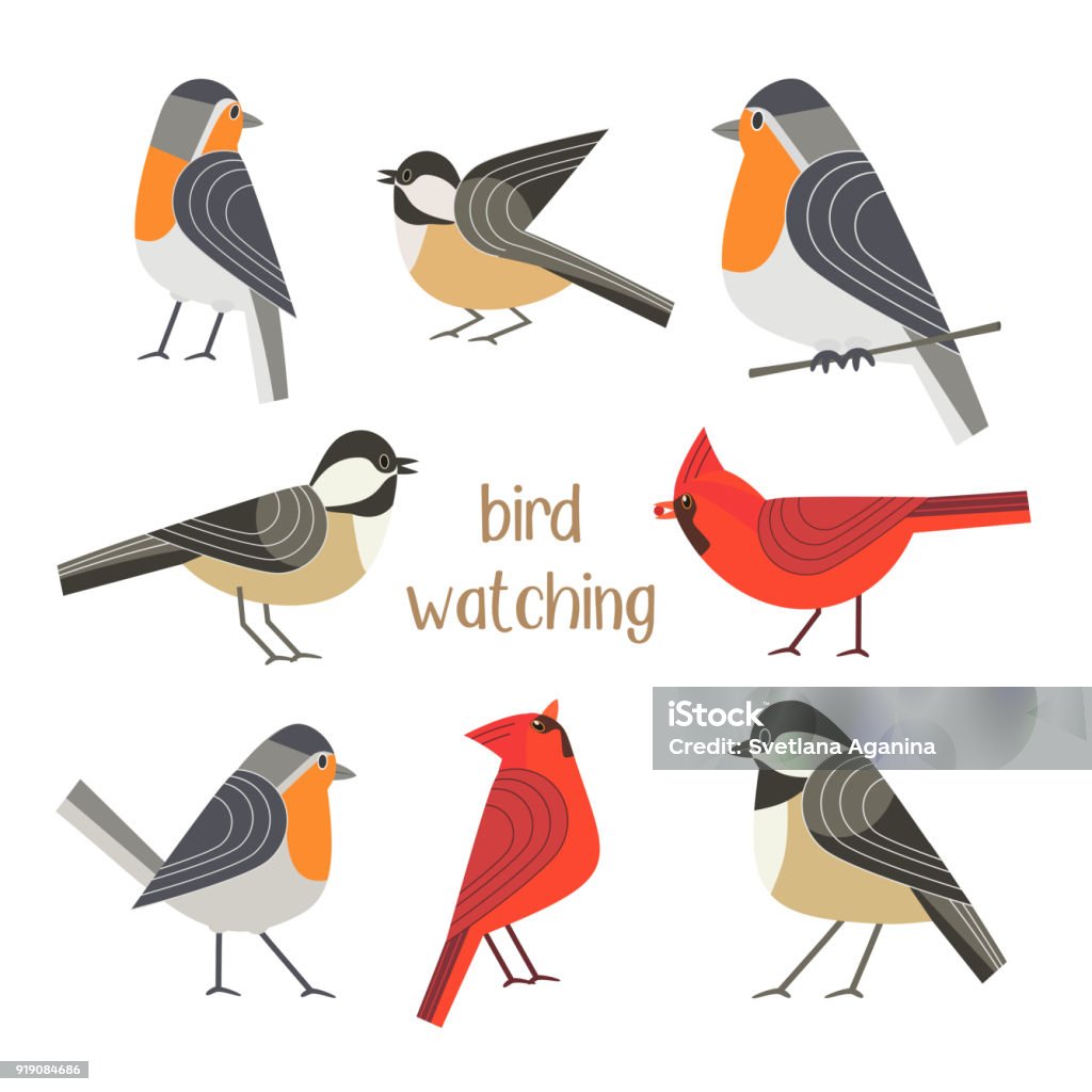 Bird feeding poster Birdwatching icon set. Red Northern cardinal, robin chickadee bird pose. Comic flat cartoon. City park backyard birds sign. Minimalism simplicity design. Wildlife banner element. Vector illustration Bird stock vector