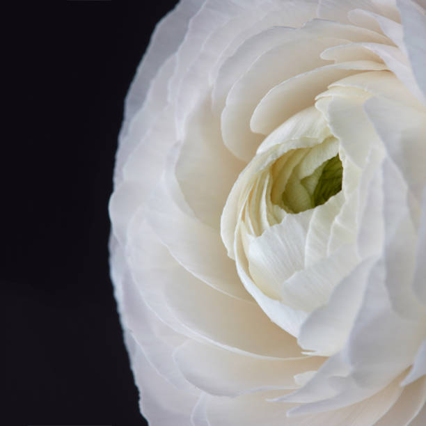 istock white ranunculus flower on a gray background 919101138