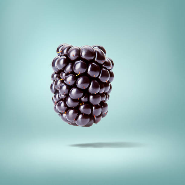 dojrzałe jeżyny wyizolowane na niebieskim tle - blackberry fruit mulberry isolated zdjęcia i obrazy z banku zdjęć