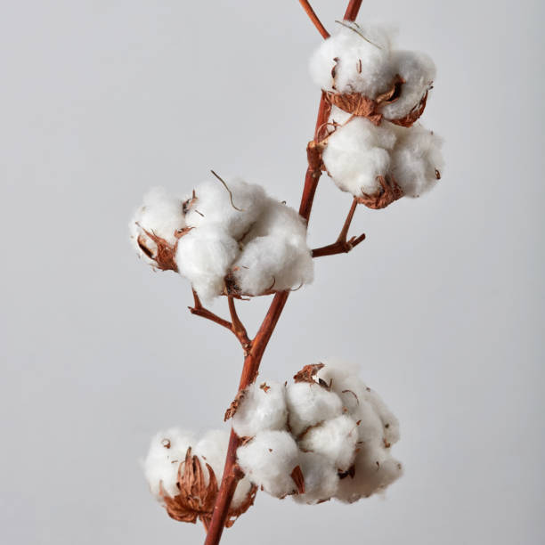 istock Beautiful white cotton flowers on gray background 919124586