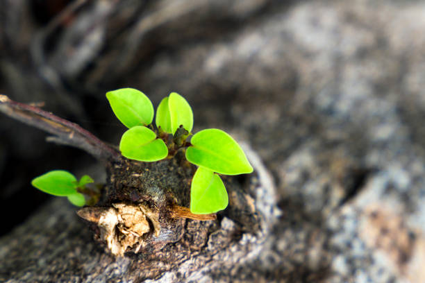 istock leaves grow from a dry tree and symbolizing the struggle, aspiration, ambition and so on 919126982