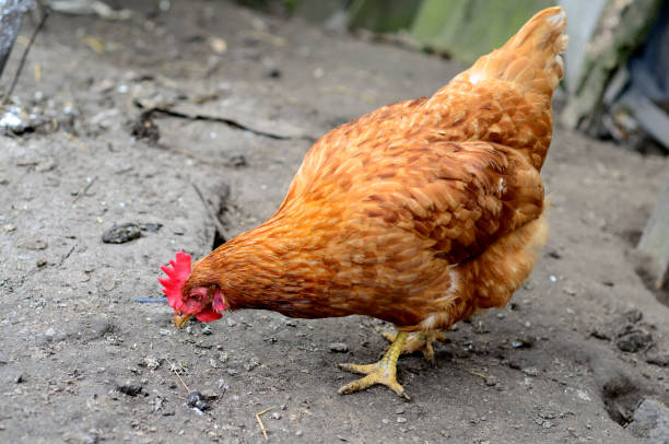 istock Chicken in village 919127092