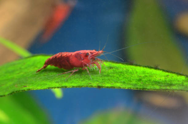 istock Big shrimp in aquarium with green plants 919127712