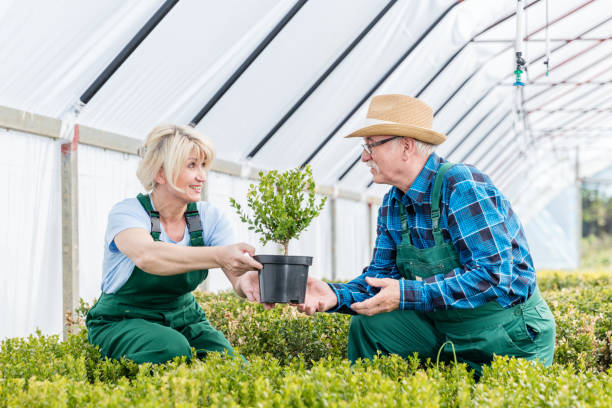 istock Gardeners working together in a greenhouse. 919129306