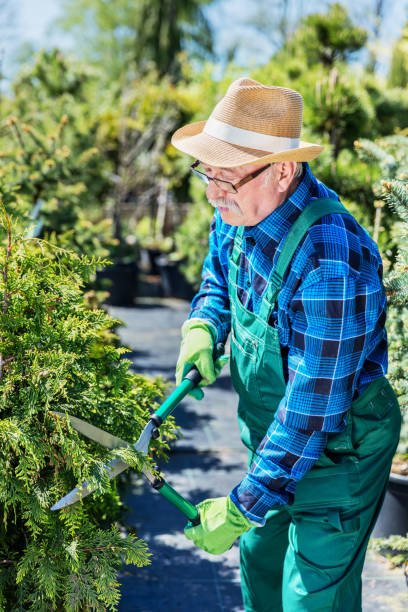 istock Senior gardener cutting a tree in a garden. 919129310