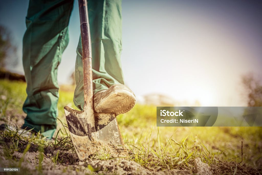 Gardener digging in a garden with a shovel. Gardener digging in a garden with a shovel. Preparing soil for new plants. Retro style Shovel Stock Photo
