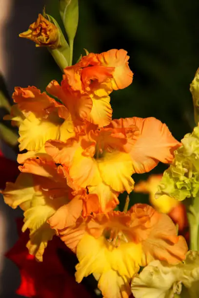 Flower fresh gladiolus under the sun closeup