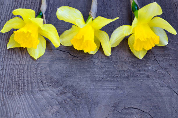 żółte żonkili kwiaty na starym drewnianym tle z miejscem na tekst. wiosna narcyzów obramowanie kwiatów. - spring border zdjęcia i obrazy z banku zdjęć