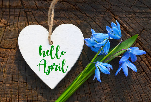 istock Hello April greeting card with blue first spring flowers.Decorative white heart and blue snowdrops.Blue Scilla flower (Scilla siberica,Squill) on wood background. Springtime concept. 919135882