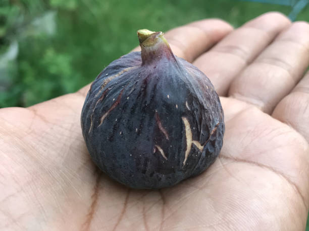 istock fig fruits on man hand 919151188