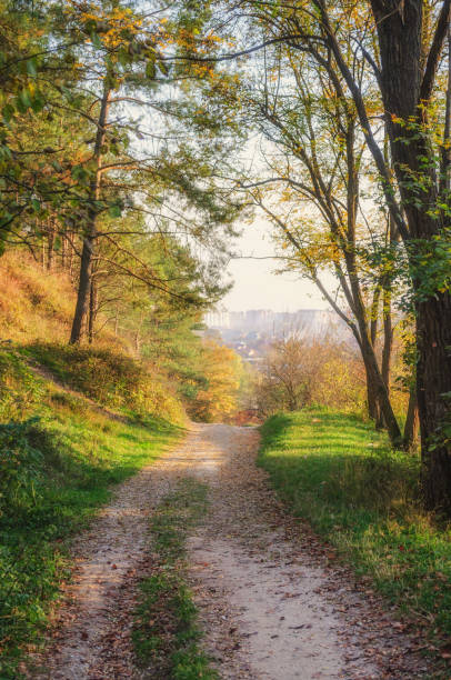 istock Narrow road crossing a spectacular fall forest scenery 919151474