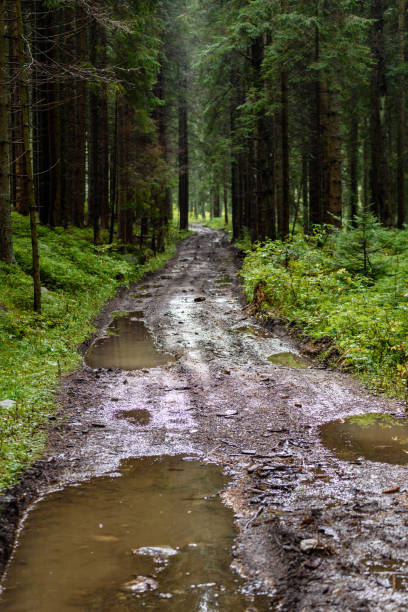 istock romantic gravel road in green tree forest 919153702