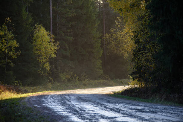 istock panoramic view of of road in misty forest 919155916
