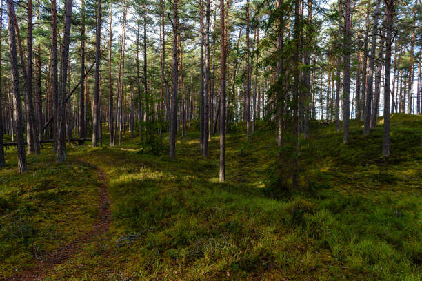 istock romantic gravel road in green tree forest 919163166
