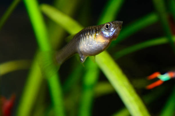 istock Pregnant guppy giving birth 919167546
