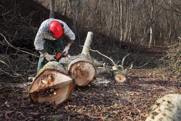 istock Lumberjack using chainsaw cutting big tree during the autumn wearing hardhat and headphones 919171618