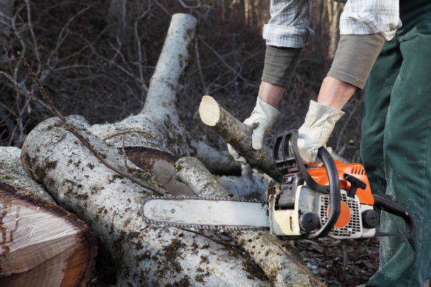 istock Lumberjack using chainsaw cutting big tree during the autumn close up 919171716