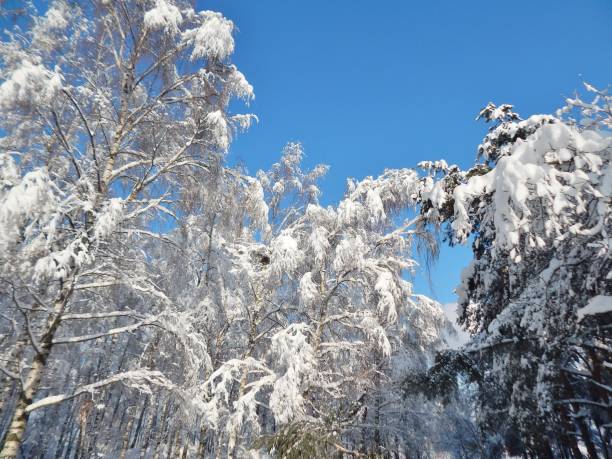 istock winter landscape snow on on tree branches, blue sky 919176714