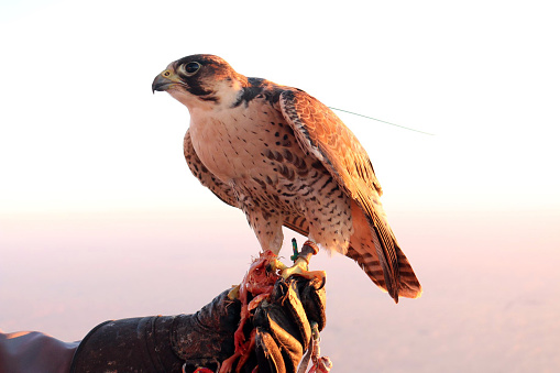 A falcon riding on a hot air balloon over the sand dunes in the UAE.