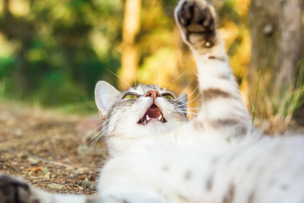 istock Cat in nature. Beautiful cat in forest and sunset 919198728