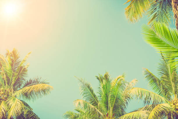 istock Vintage tone coconut palm tree. 919198850
