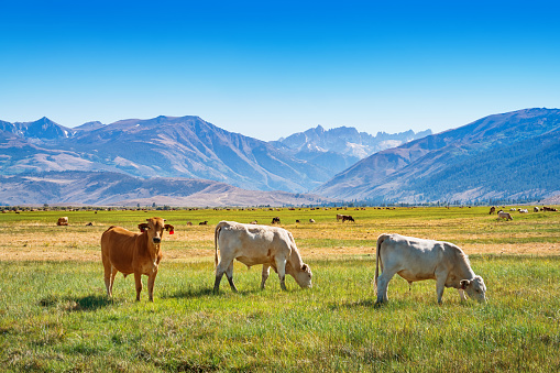 Stock photograph of free-range young bull cattle grazing on a farm near Bridgeport Mono County California USA with the Sierra Nevada mountains in the background.