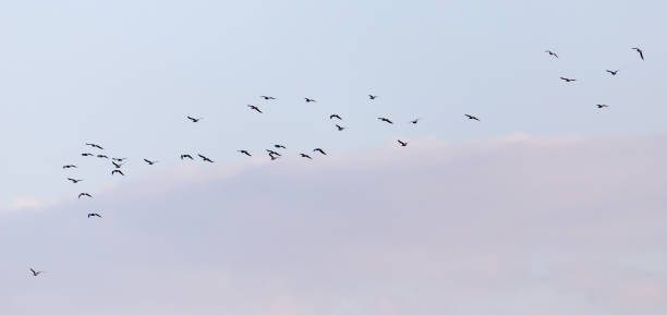 istock a flock of seagulls in the sky at sunset 919210510