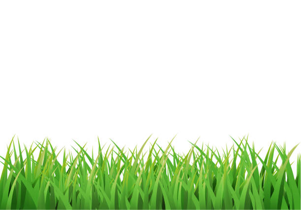 ilustrações de stock, clip art, desenhos animados e ícones de easter grass border. vector design isolated on white - blade of grass grass isolated white