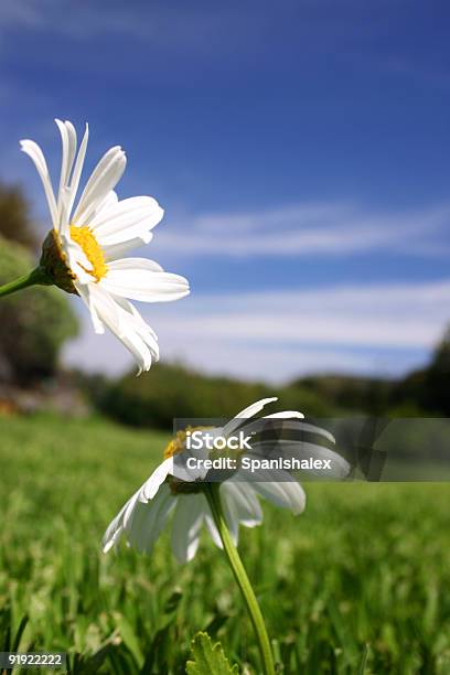 Gänseblümchen Im Feld Stockfoto und mehr Bilder von Blau - Blau, Blume, Blüte